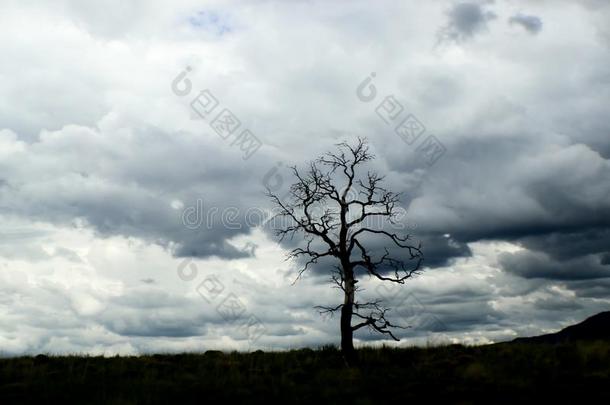 孤单的无叶的树向horiz向和戏剧的骚乱的暴风雨中心思想