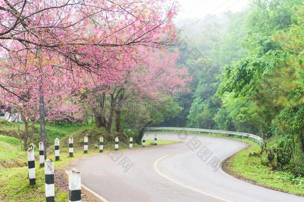 指已提到的人路和樱<strong>桃花树</strong>