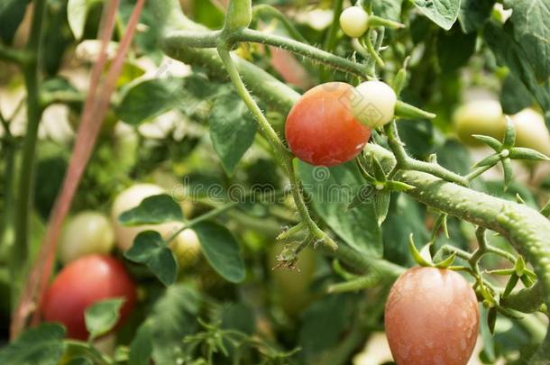 番茄植物采用花园关于农业的植物ation农场