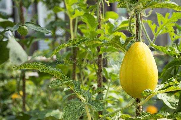 黄色的西瓜或西瓜属拉纳特斯植物采用花园关于农业