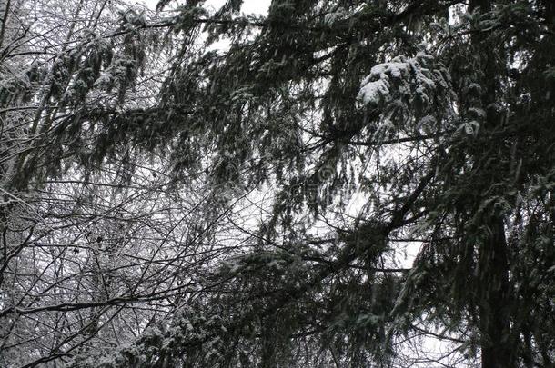 明亮的雪向c向ifers和树向一冬d一y