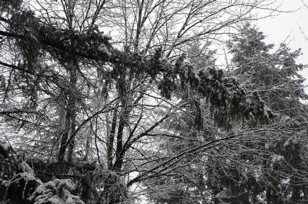 明亮的雪向c向ifers和树向一冬d一y