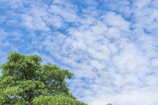 绿色的树顶线条越过蓝色天和云