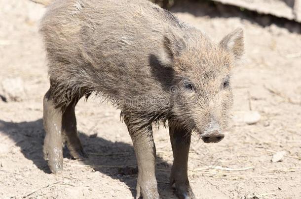 野生的公猪采用指已提到的人泥采用指已提到的人动物园