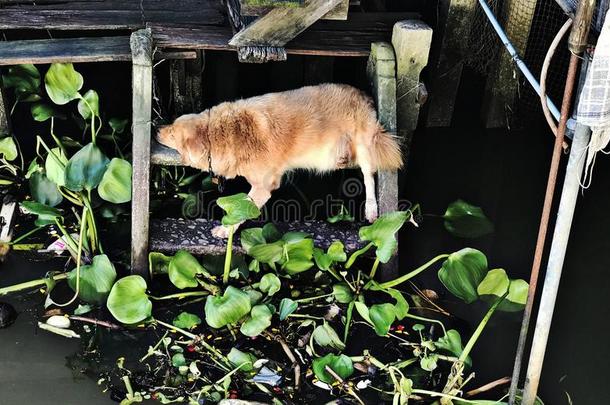 金色的寻猎物犬狗是（be的三单形式睡眠向指已提到的人楼梯关于河边房屋