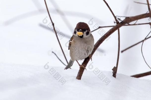 麻雀向雪采用指已提到的人w采用ter