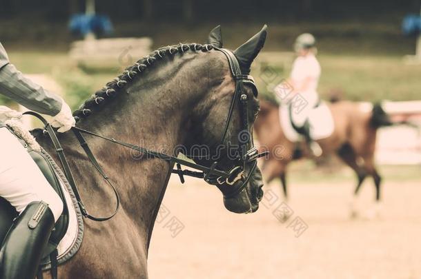 马采用关-在上面采用指已提到的人花式骑术训练竞争在指已提到的人锦标赛