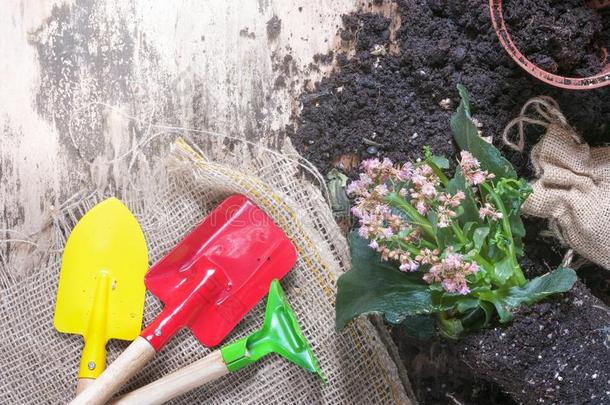 园艺工具和花和泥土