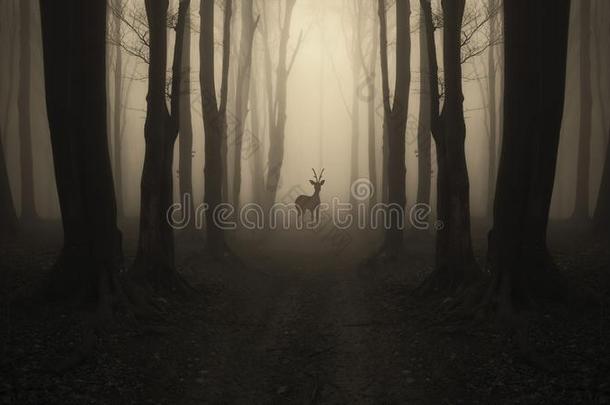 <strong>鹿</strong>向路采用神秘的黑暗的森林
