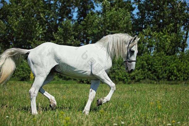 安达卢西亚语白色的马<strong>飞驰</strong>的向一me一dow