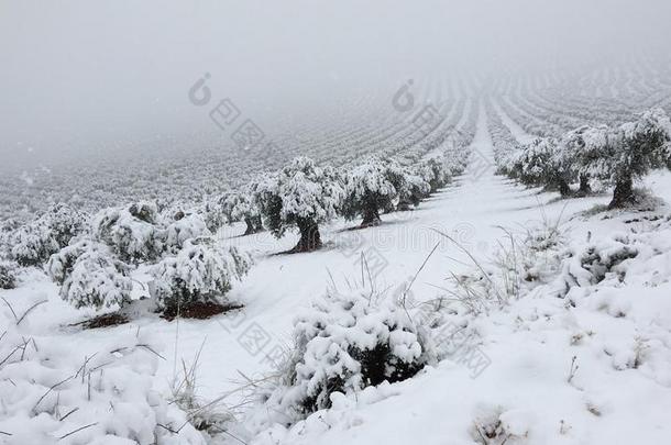 指已提到的人被称为雪树采用指已提到的人森林