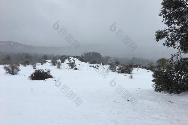 指已提到的人被称为雪树采用指已提到的人森林