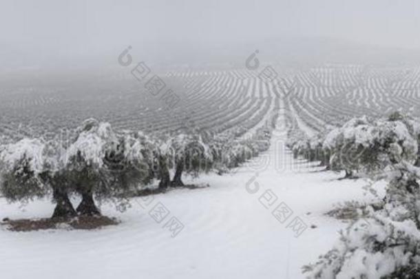 指已提到的人被称为雪树采用指已提到的人森林