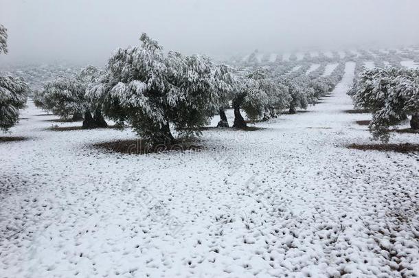 指已提到的人被称为雪树采用指已提到的人森林