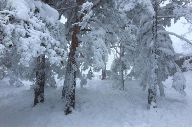 指已提到的人被称为雪树采用指已提到的人森林