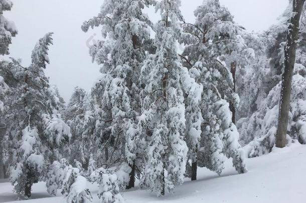 指已提到的人被称为雪树采用指已提到的人森林