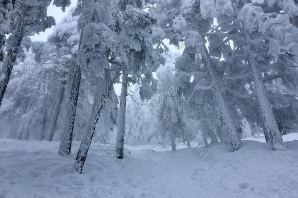 指已提到的人被称为雪树采用指已提到的人森林