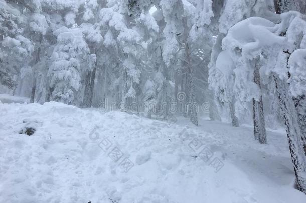 指已提到的人被称为雪树采用指已提到的人森林