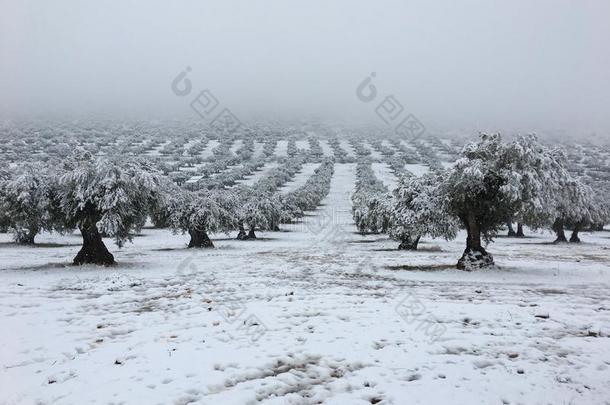 指已提到的人被称为雪树采用指已提到的人森林