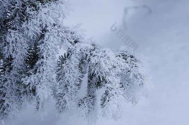 冬下雪的严寒的衣着整洁的树枝