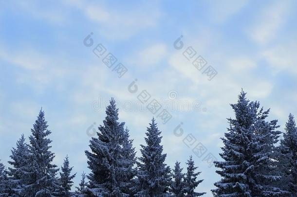 多云的蓝色天在上面严寒的衣着整洁的树