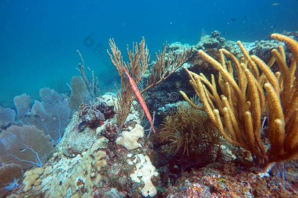 针鱼游泳通过软的珊瑚