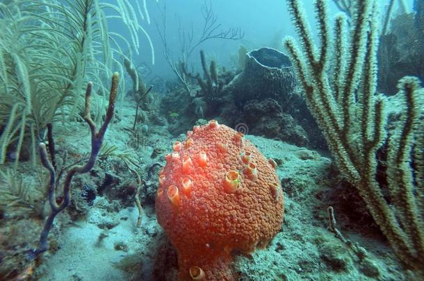 红色的<strong>珊瑚</strong>被环绕着的在旁边<strong>软</strong>的<strong>珊瑚</strong>s