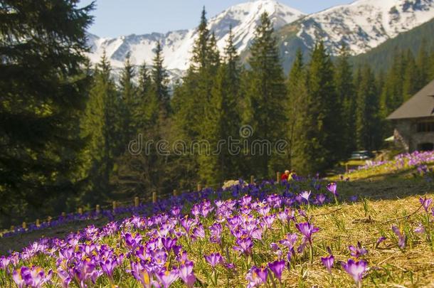 美丽的草地和盛开的紫色的番红花属向堆雪人人名