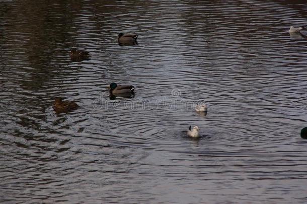鸭和鸟采用一寒冷的水