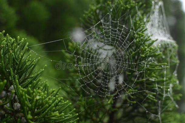 蜘蛛网和<strong>水珠</strong>向一<strong>绿色</strong>的灌木