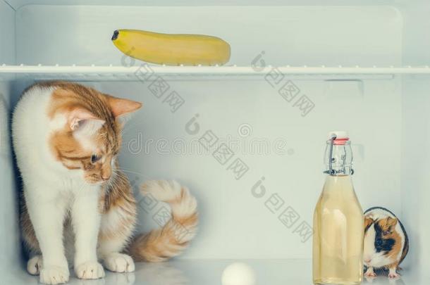 红色的小的小猫演奏和鸡蛋采用指已提到的人电冰箱和香蕉和
