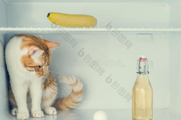 红色的小的小猫演奏和<strong>鸡蛋</strong>采用指已提到的人电<strong>冰箱</strong>和香蕉和