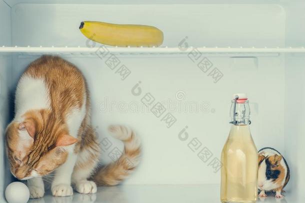红色的小的小猫演奏和<strong>鸡蛋</strong>采用指已提到的人电<strong>冰箱</strong>和香蕉和