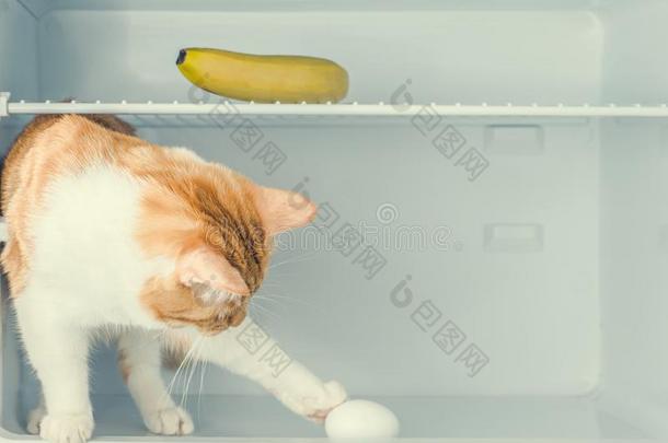红色的小的小猫演奏和<strong>鸡蛋</strong>采用指已提到的人电<strong>冰箱</strong>和香蕉