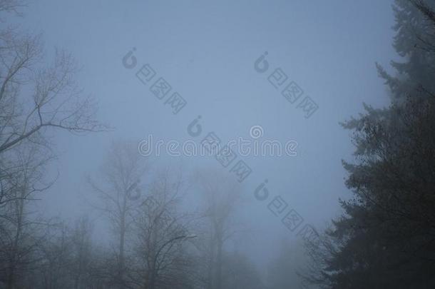 有雾的天气,针叶树和树向一冬d一y