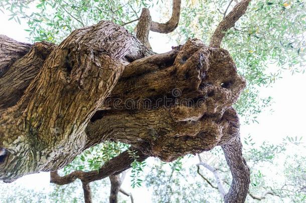 老的橄榄树,希腊