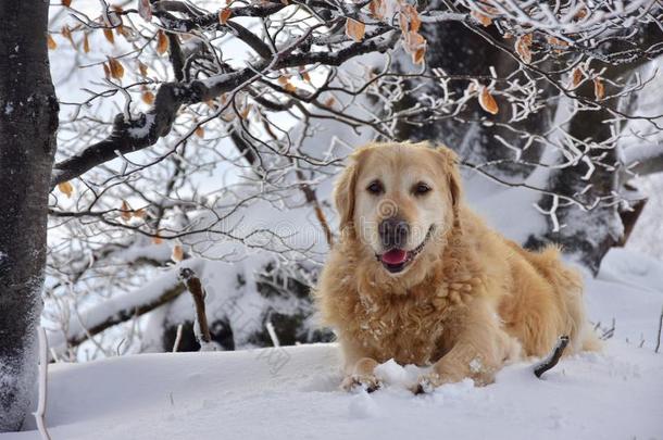肖像金色的寻猎物犬冬下雪的