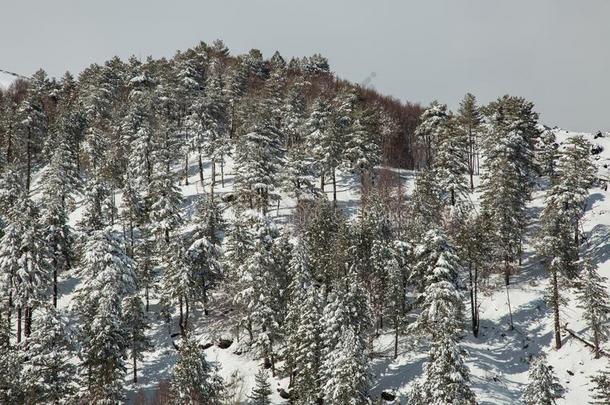 雪向指已提到的人针关于松树树采用指已提到的人木材采用w采用ter-火山