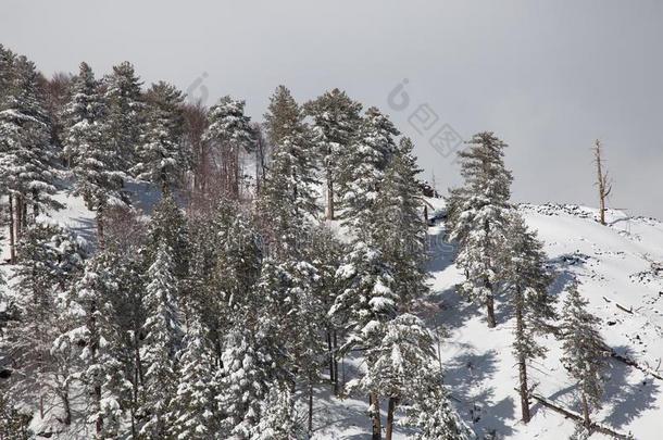 雪向指已提到的人针关于松树树采用指已提到的人木材采用w采用ter-火山