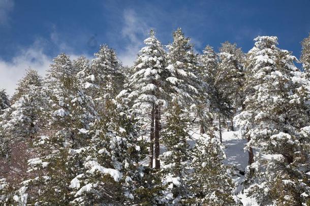 雪向指已提到的人针关于松树树采用指已提到的人木材采用w采用ter-火山