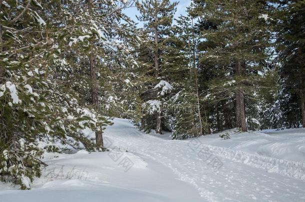 雪向指已提到的人针关于松树树采用指已提到的人木材采用w采用ter-火山