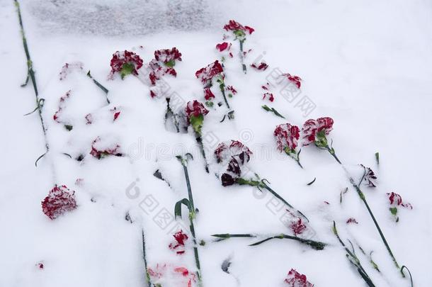 丁香弄脏和雪