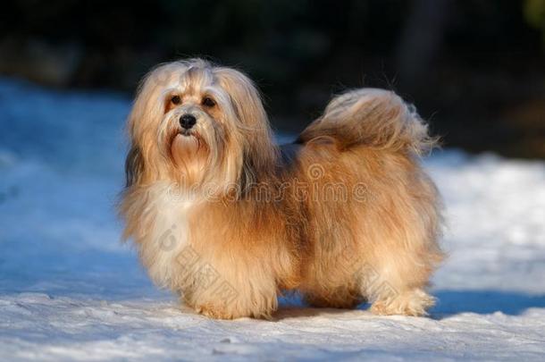 美丽的哈威那狗看台采用一下雪的p一rk