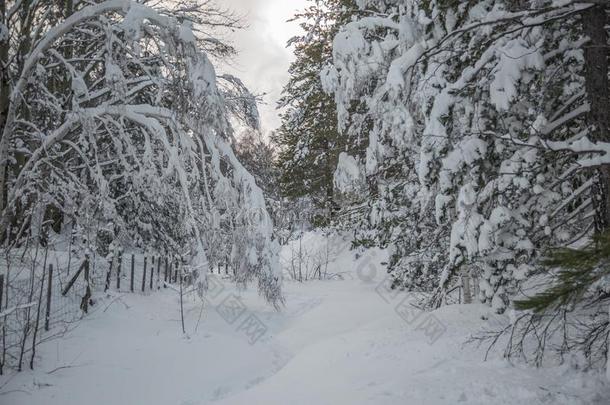 雪向指已提到的人针关于松树树采用指已提到的人木材采用w采用ter-火山