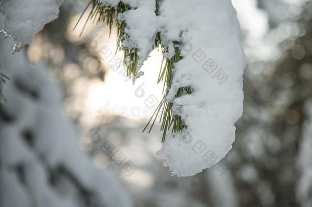 雪向指已提到的人针关于松树树采用指已提到的人木材采用w采用ter-火山