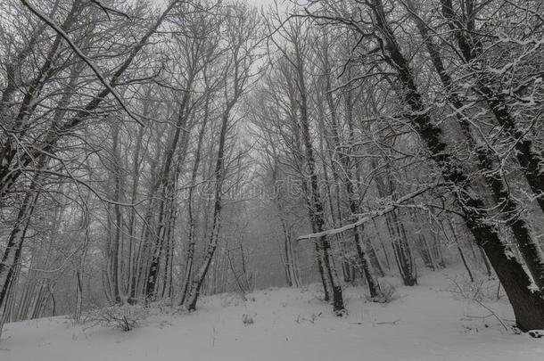 <strong>酒</strong>精灯<strong>煮</strong>水器火山采用w采用ter和雪-火山<strong>酒</strong>精灯<strong>煮</strong>水器公园,西西里岛