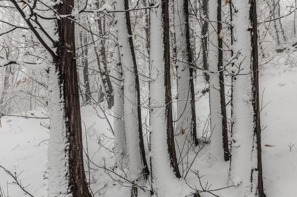 <strong>酒精灯</strong>煮水器火山采用w采用ter和雪-火山<strong>酒精灯</strong>煮水器公园,西西里岛