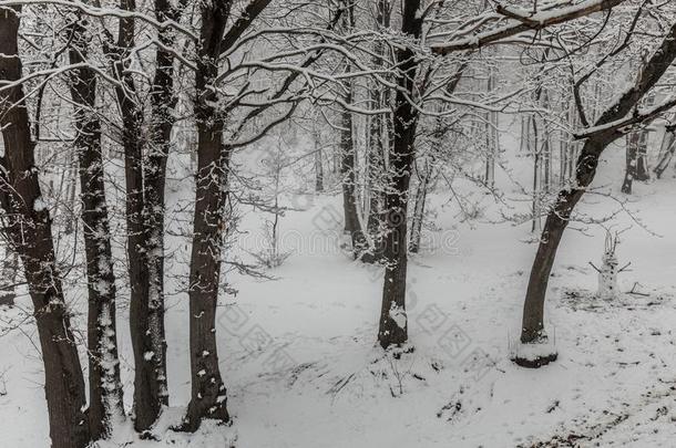 酒精灯煮水器火山采用w采用ter和雪-火山酒精灯煮水器公园,西西里岛