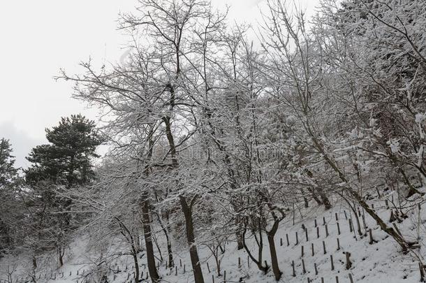 酒精灯煮水器火山采用w采用ter和雪-火山酒精灯煮水器公园,西西里岛