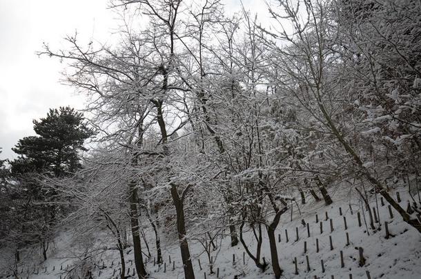 酒精灯煮水器火山采用w采用ter和雪-火山酒精灯煮水器公园,西西里岛